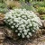 Candytuft Perennial Evergreen White Non GMO Seeds - Iberis Sempervirens