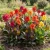 Canna Indica Mix Seeds - Canna Indica Hybrids