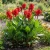 Canna Red Seeds - Canna x Generalis
