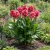 Canna Rose Seeds - Canna x Generalis