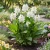 Canna White Seeds - Canna x Generalis