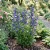 Canterbury Bells Blue Seeds - Campanula Medium