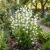 Canterbury Bells White Seeds - Campanula Medium
