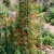 Cardinal Climber Seeds - Ipomoea x Multifida