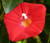 Cardinal Climber Seeds - Ipomoea x Multifida