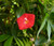 Cardinal Climber Seeds - Ipomoea x Multifida 2