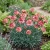 Carnation Chabaud Avranchin Seeds - Dianthus Caryophyllus