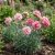 Carnation Chabaud La France Seeds - Dianthus Caryophyllus