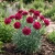 Carnation Chabaud Magenta Seeds - Dianthus Caryophyllus