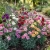 Carnation Chabaud Mix Seeds - Dianthus Caryophyllus