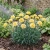 Carnation Grenadin Yellow Seeds - Dianthus Caryophyllus