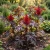 Castor Bean Gibsonii Seeds - Ricinus Communis