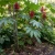 Castor Bean Zanzibariensis Seeds - Ricinus Communis