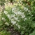 Catchfly Nodding White Snowdrop Seeds - Silene Pendula