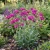 Catchfly None-so-Pretty Seeds - Silene Armeria