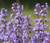 Catnip Non GMO Seeds - Nepeta Cataria