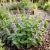 Catnip Non GMO Seeds - Nepeta Cataria