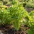 Celery Utah 52-70 Seeds - Apium Graveolens
