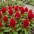 Celosia Nana Glitters Scarlet Seeds - Celosia Plumosa