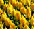 Celosia Nana Glitters Yellow Seeds - Celosia Plumosa