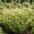 Chamomile German Non GMO Seeds - Matricaria Recutita