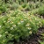 Chamomile Roman Non GMO Seeds - Chamaemelum Nobile