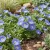 Chilean Bellflower Blue Seeds - Nolana Paradoxa