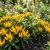 Chili Pepper Ornamental Goldfinger Non GMO Seeds - Capsicum Annuum