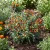 Chili Pepper Ornamental Prairie Fire Non GMO Seeds - Capsicum Annuum