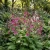 Chinese Foxglove Rosy Purple Seeds - Rehmannia Elata
