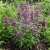 Chinese Houses Seeds - Collinsia Heterophylla