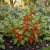Chinese Lantern Seeds - Physalis Alkekengi