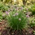 Chives Non GMO Seeds - Allium Schoenoprasum