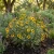 Chocolate Flower Seeds - Berlandiera Lyrata