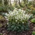 Christmas Rose Seeds - Helleborus Niger