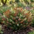 Cigar Plant Mix Seeds - Cuphea Ignea Coan