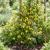 Clematis Golden Seeds - Clematis Tangutica Aztek