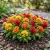 Cockscomb Mix Dwarf Seeds - Celosia Cristata Nana Jessica