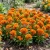 Cockscomb Orange Dwarf Seeds - Celosia Cristata Nana Jessica