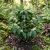 Coffee Arabian Non GMO Seeds - Coffea Arabica Nana