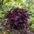 Coleus Black Dragon Seeds - Solenostemon Scutellarioides
