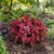 Coleus Chocolate Covered Cherry Seeds - Solenostemon Scutellarioides