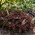 Coleus Chocolate Mint Seeds - Solenostemon Scutellarioides