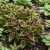 Coleus Chocolate Splash Seeds - Solenostemon Scutellarioides