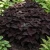 Coleus Dark Chocolate Seeds - Solenostemon Scutellarioides