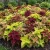 Coleus Fairway Mix Seeds - Solenostemon Scutellarioides