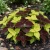 Coleus Fuseables Chocolate Symphony Seeds - Solenostemon Scutellarioides