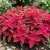 Coleus Jazz Ruby Seeds - Solenostemon Scutellarioides