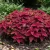 Coleus Jazz Velvet Seeds - Solenostemon Scutellarioides