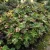 Coleus Kong Mosaic Seeds - Solenostemon Scutellarioides